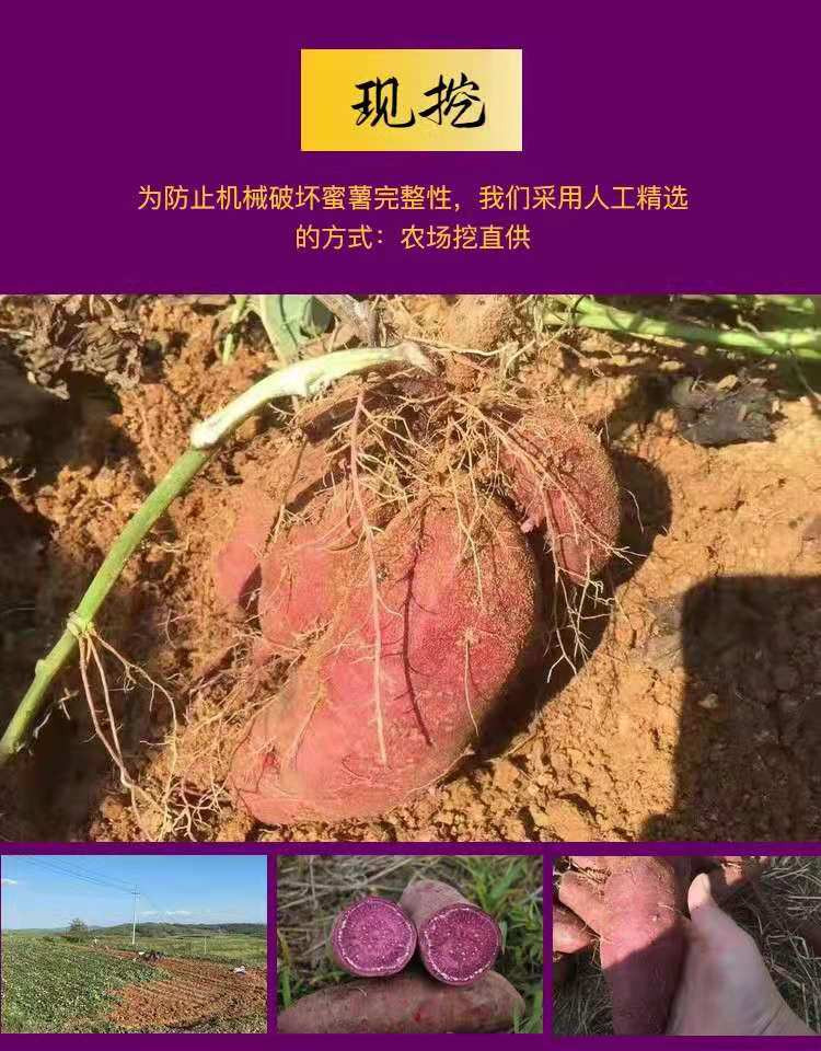 自产自销 【原产地】沙地紫薯新鲜紫罗兰蜜薯9斤中大果农家精品