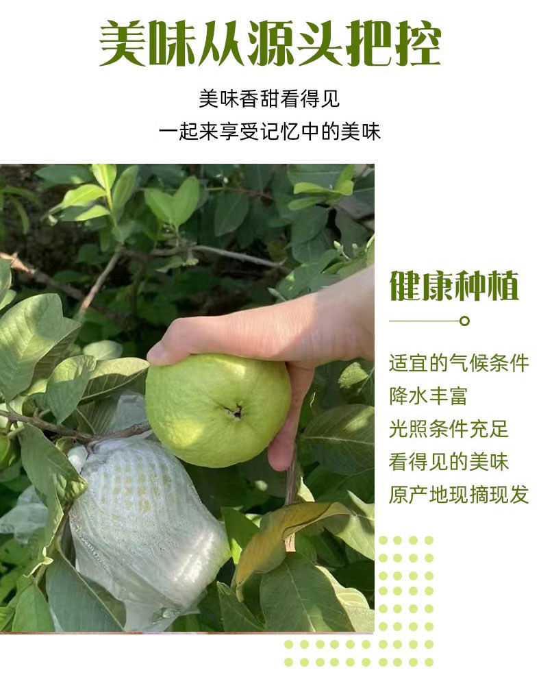 自产自销 【原产地】云南白心芭乐9斤精品果