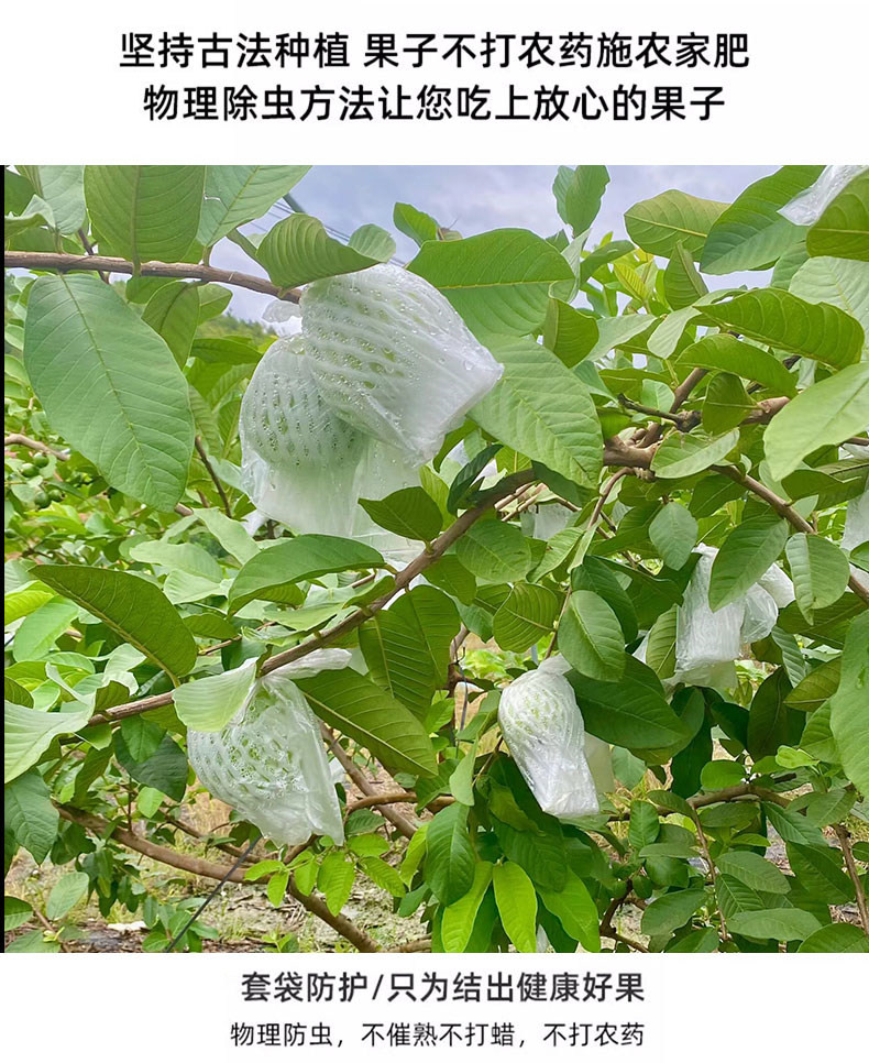 自产自销 【原产地】云南白心芭乐9斤精品果