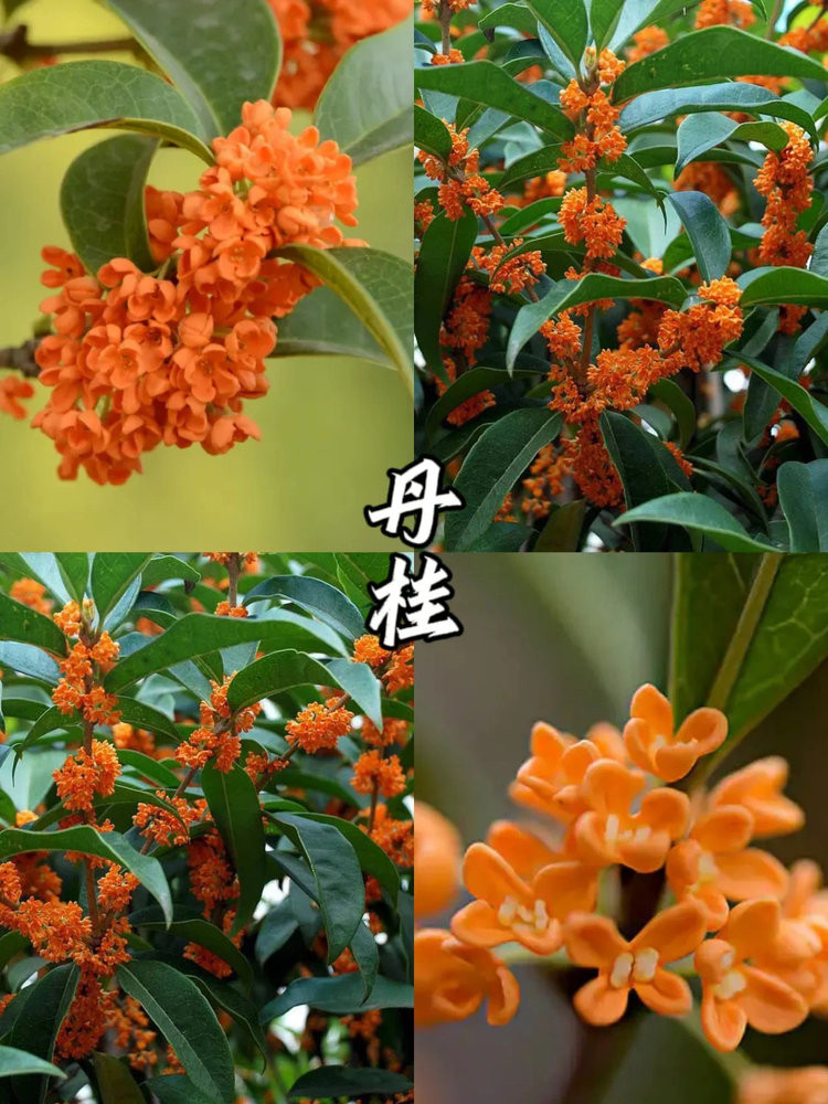 无俩 桂花红茶礼盒装配礼袋【2罐（150克/罐）】