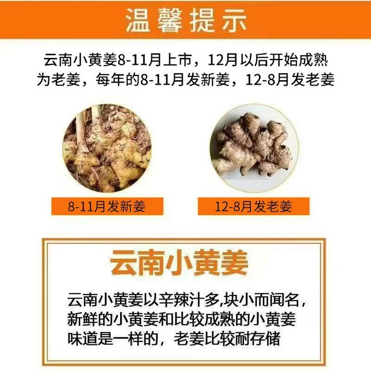 洛小白 云南高原小黄姜（现挖现发）