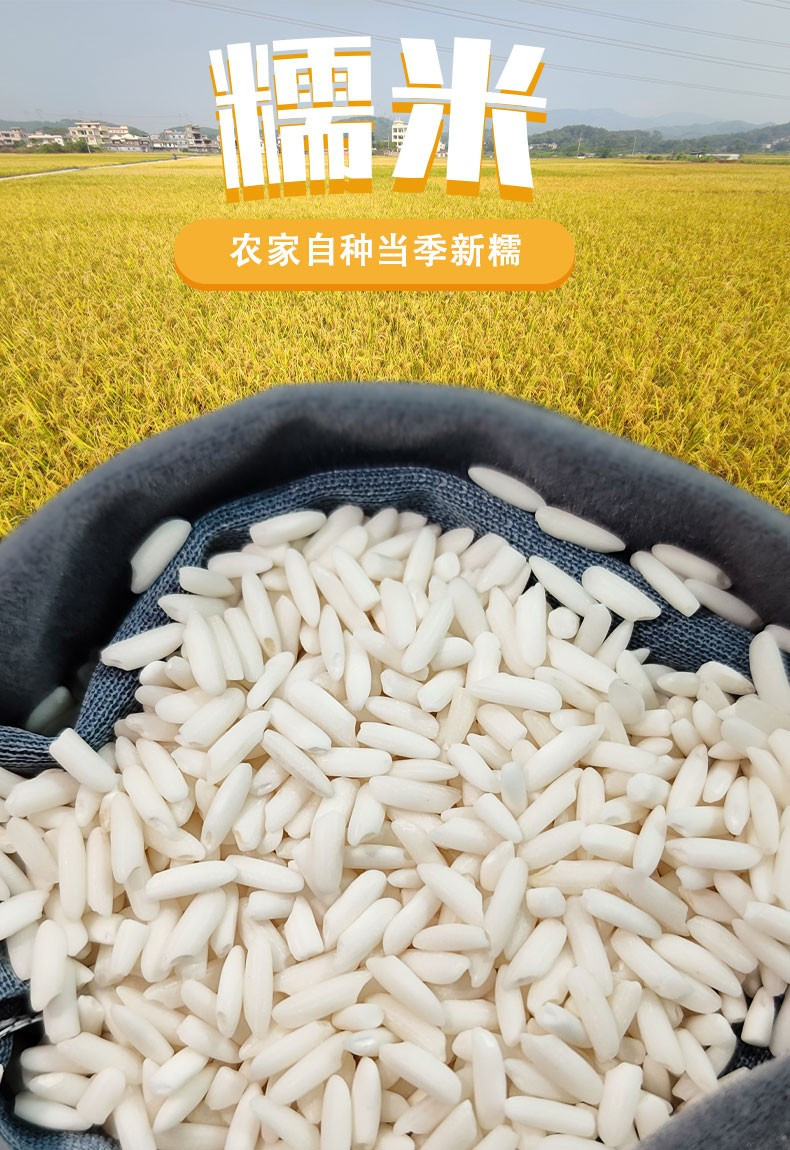 中御华粮 农家自种糯米【1000g】新米饭团包粽子酒酿专用原生态香糯米