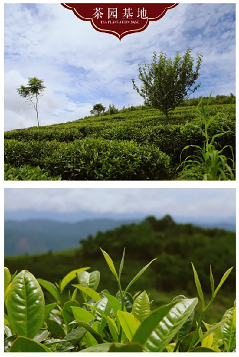 雾露山 云南白茶月光白散茶