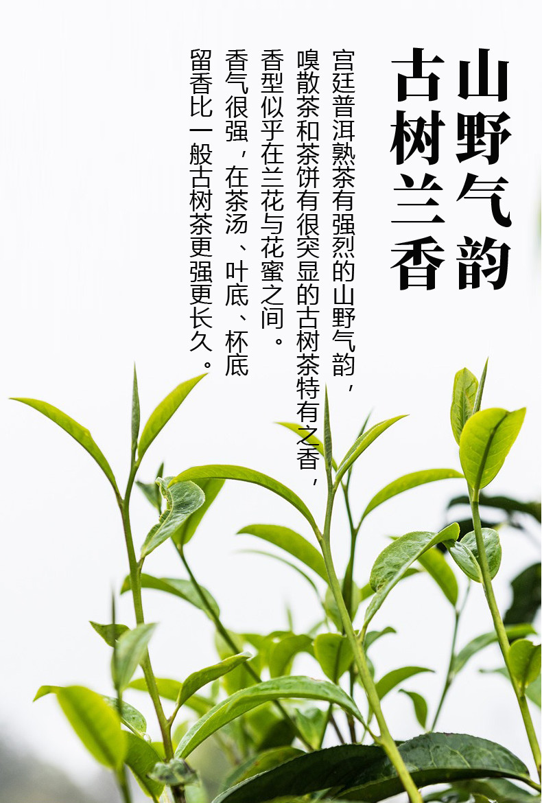 汪府制茶 宫廷熟茶普洱茶（熟茶）