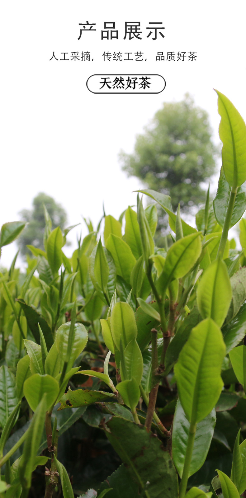 汪府制茶 云南老树白茶月光白（非遗产品)