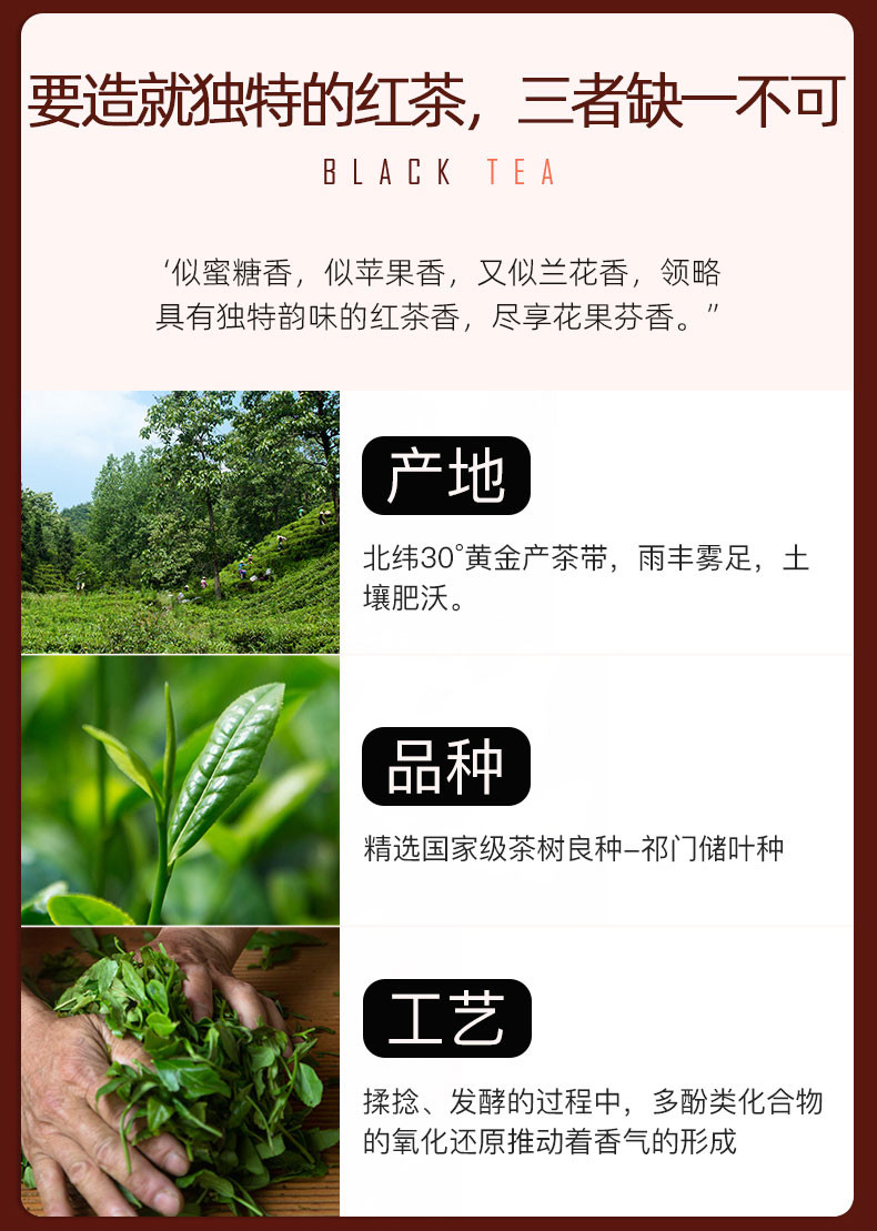 雾露山 工夫红茶散茶