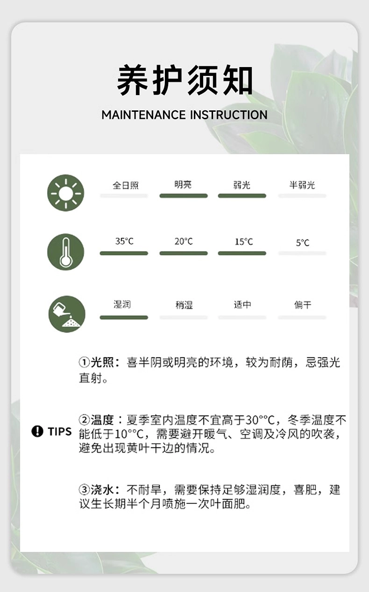 农家自产 金钻三波纹树脂盆盆栽绿萝净化空气绿植物