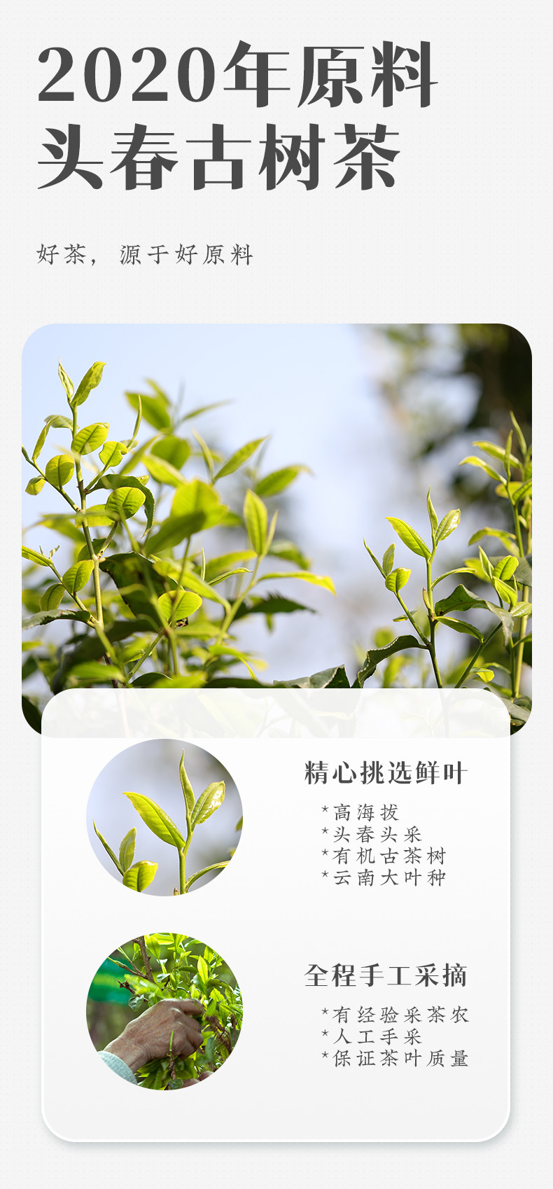 滇老头 高黎贡山大师古树茶357g2020年原料