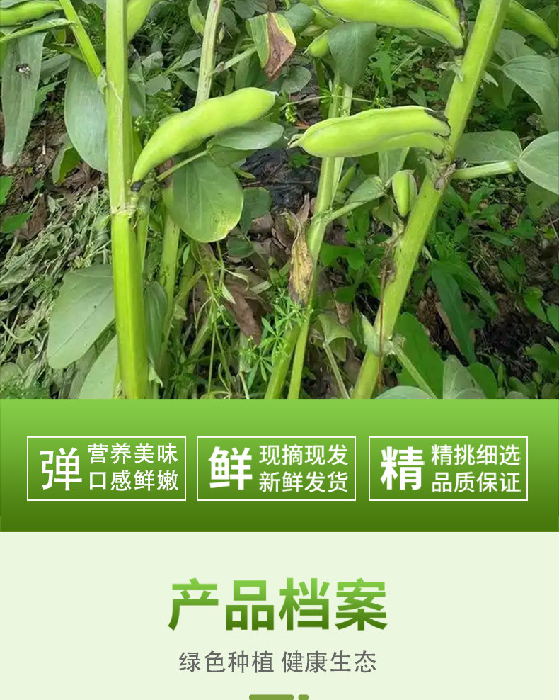 农家自产 时令蔬菜云南露天蚕豆兰花豆季节性蔬菜自然成熟现摘现发