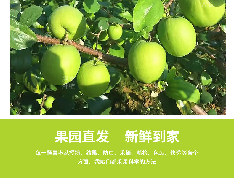 农家自产 云南高山新鲜采摘大青枣牛奶枣台南蜜枣现摘现发