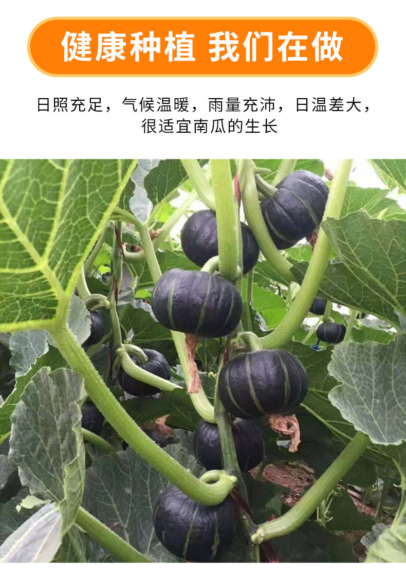 秋扒 贝贝南瓜