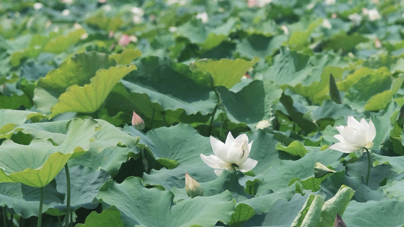 虾谷 洪湖粉藕