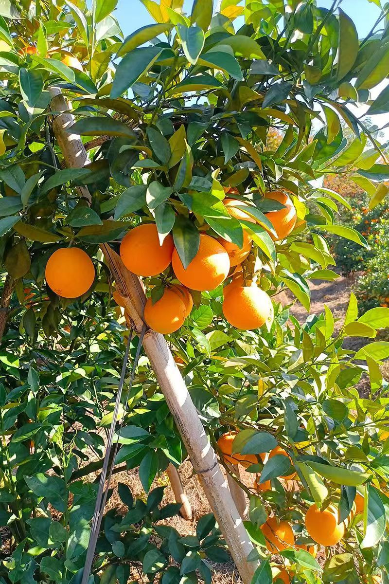 冠食果 正宗赣南脐橙当季新鲜橙子特产新鲜产地批发9斤贸易大果批發水果