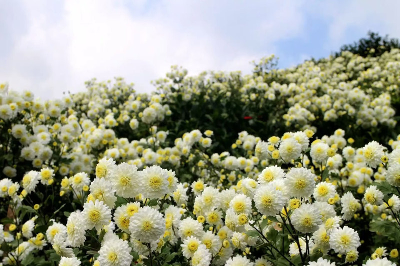 农笠秋 《江西宜春丰城》富硒贡菊茶