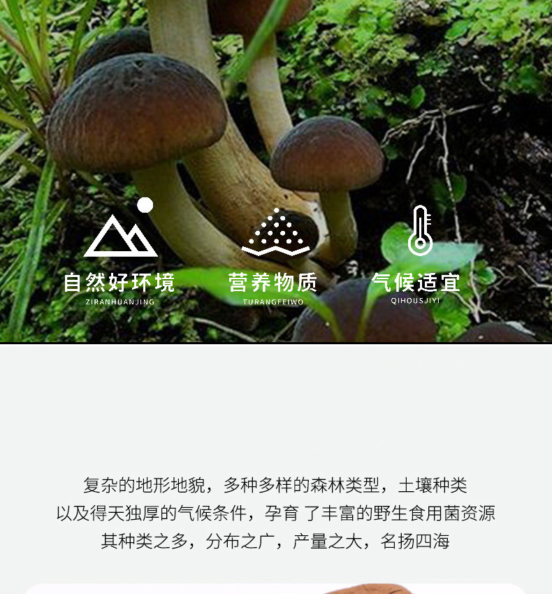 永乐武当 精选茶树菇250G/袋煲汤家用食用菌