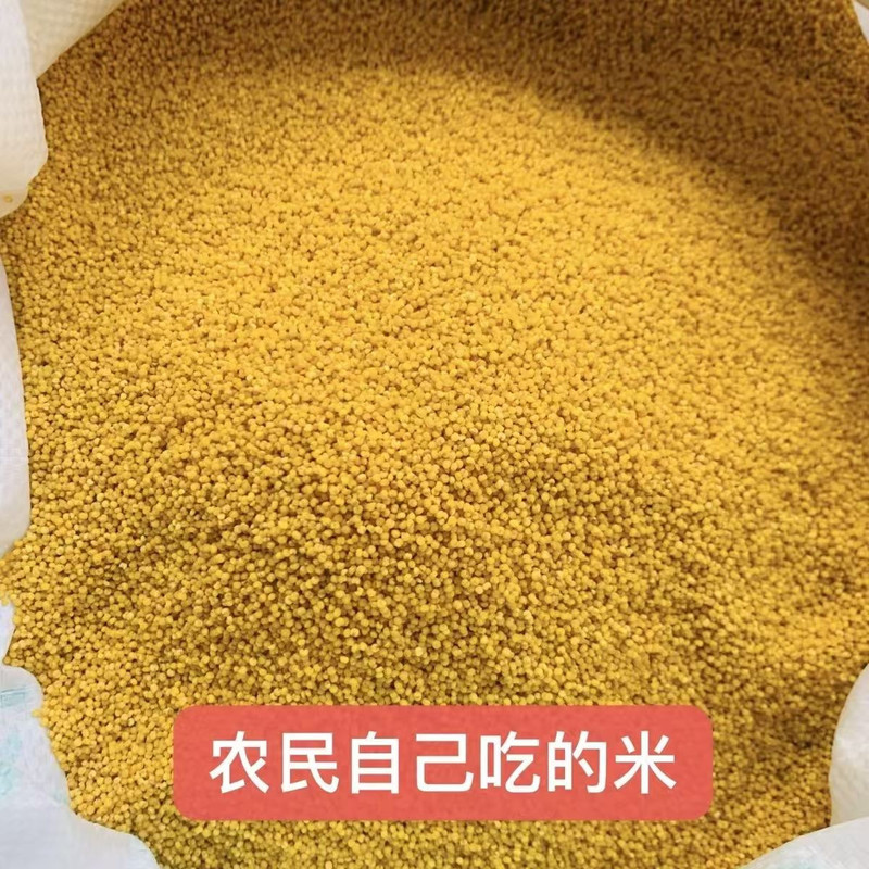 农家自产 正宗黄小米食用月子米