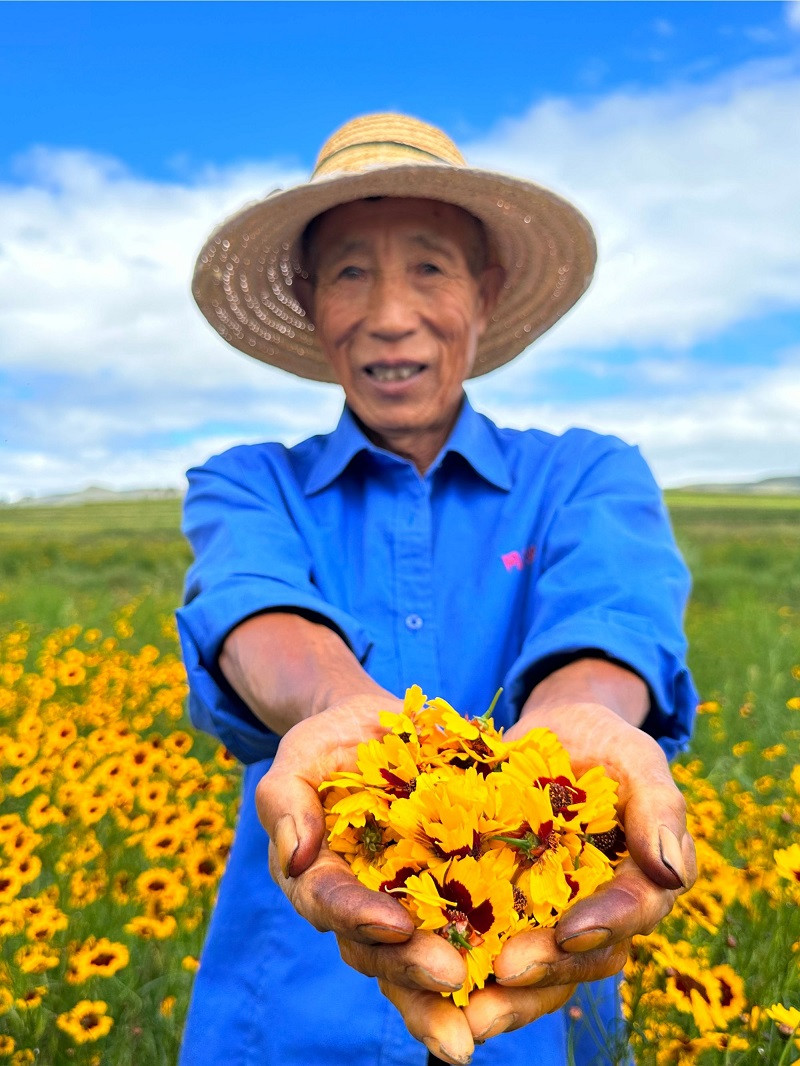 佑侬味 高原雪菊