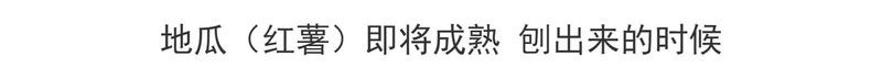 找小胖 威海荣成特产蜂蜜罐地瓜现挖现发新鲜红薯5斤装