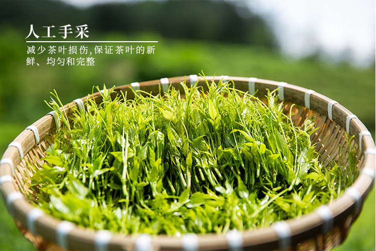 武陵郡 张家界莓茶240g高端礼盒装正宗特级牙尖藤茶