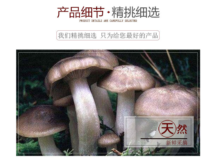 塞尚香 养生鹿茸菇70g一罐