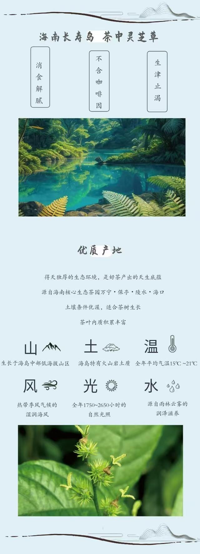 香韵黎山 海垦商务礼盒装鹧鸪茶3g*69