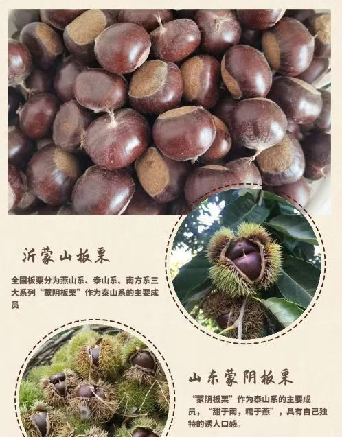 链得鲜 【山东邮政年货节】沂蒙山板栗 新板栗油栗 山东黄金大板栗5斤