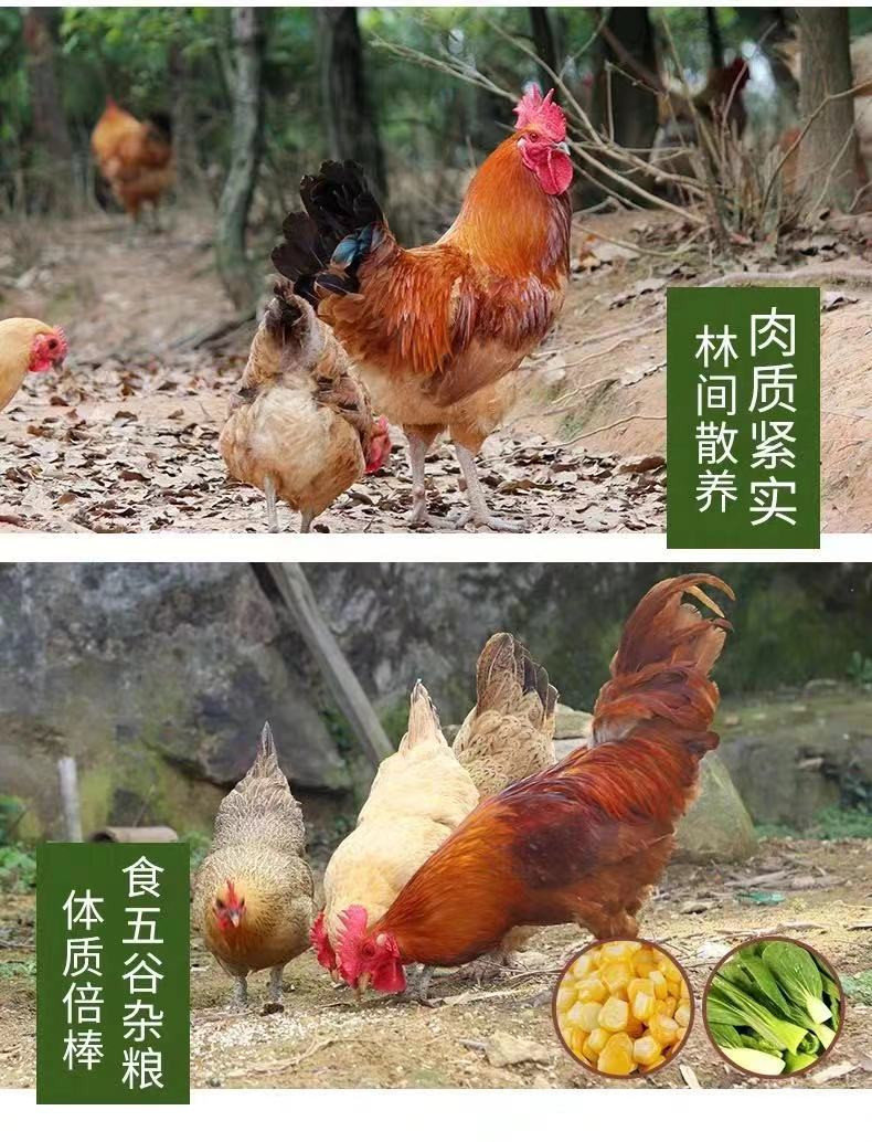 沂蒙鲜营 沂蒙山大公鸡 炖肉香