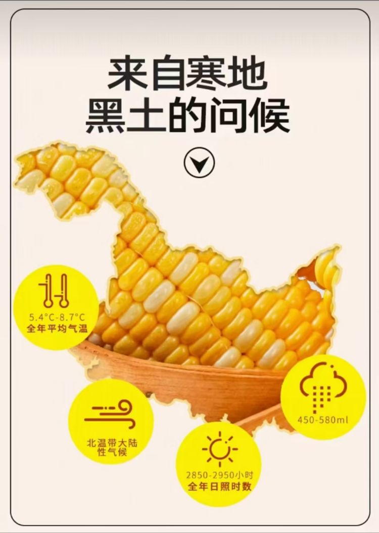 黑龙江甜玉米粒 丛黑子