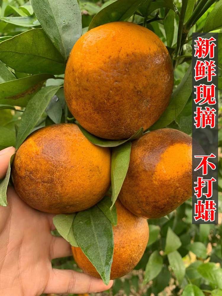 沂蒙鲜营 广西乌柑