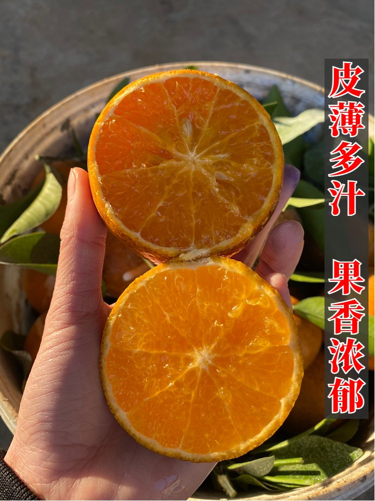 沂蒙鲜营 广西乌柑