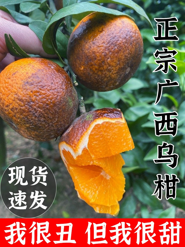 沂蒙鲜营 广西乌柑