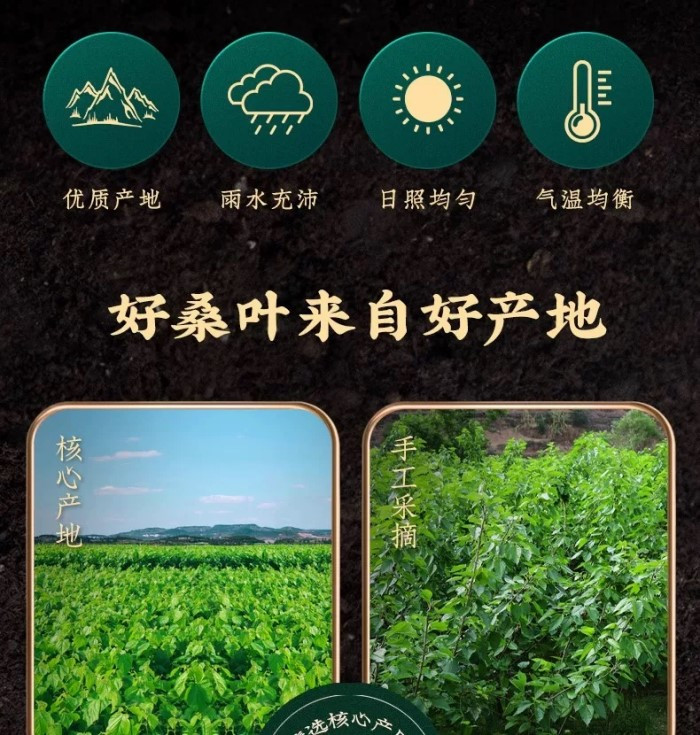 余记胖姐 【安庆邮政年货节】桑叶茶