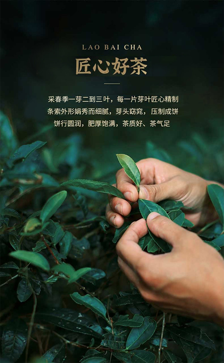 汖茗元 2016年五星金奖寿眉茶4斤装散茶（2000克/箱）