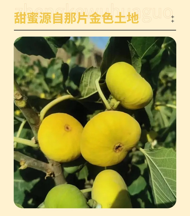 帕米尔臻品 整颗无花果干