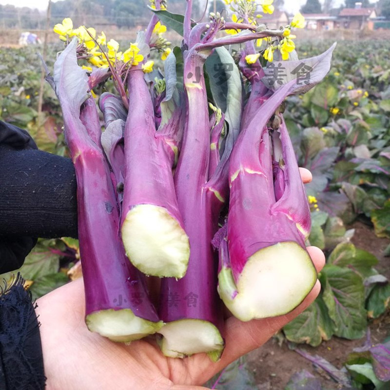 李白村 正宗洪山菜薹4斤装紫菜苔大股子现摘现发保冷特产红菜苔