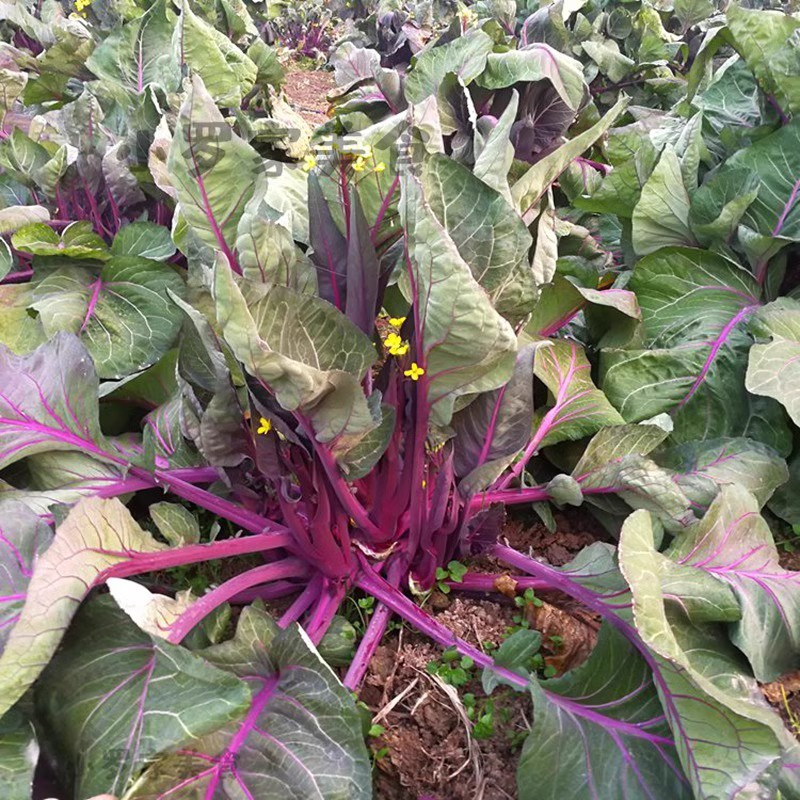 李白村 正宗洪山菜薹4斤装紫菜苔大股子现摘现发保冷特产红菜苔