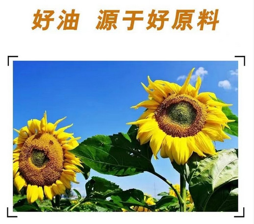 嫩水态安 清香葵花籽油5L/桶 东北葵花油