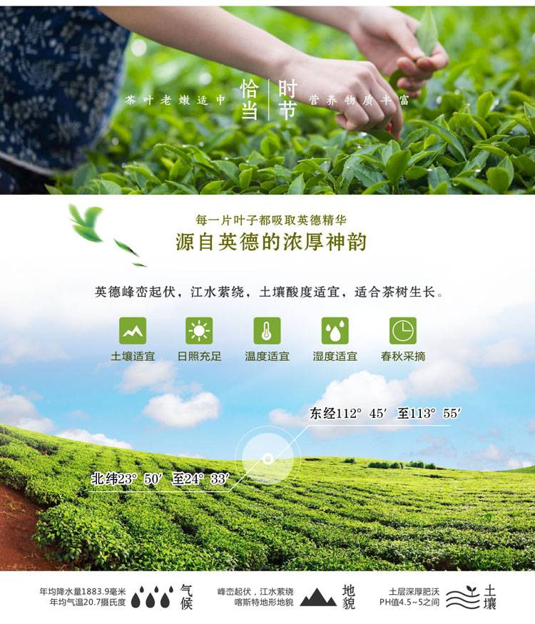 【茶】清远馆尚品德茗（礼系）英红九号180克30小包装茶叶新春礼盒