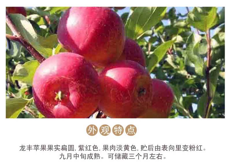 【宝清县】五九七龙丰小苹果2.5公斤全国包邮西藏青海新疆除外