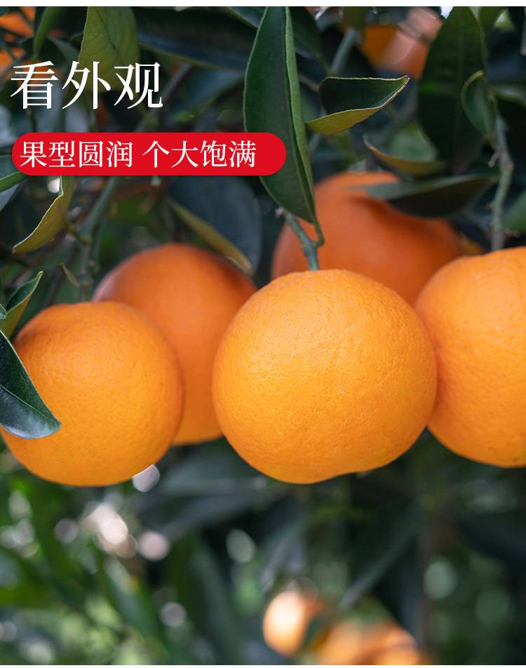 涵睿优品中华红血橙（果径70-80mm)5斤