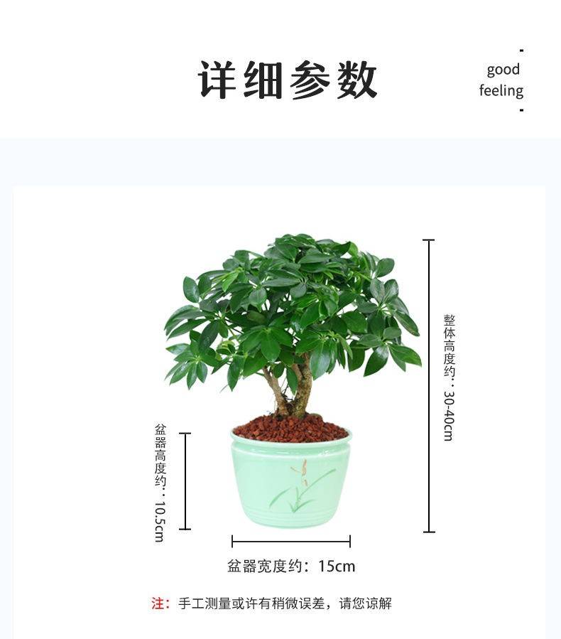 八方来财鸭脚木盆栽七叶莲植物室内办公室内绿植招财净化空气好养