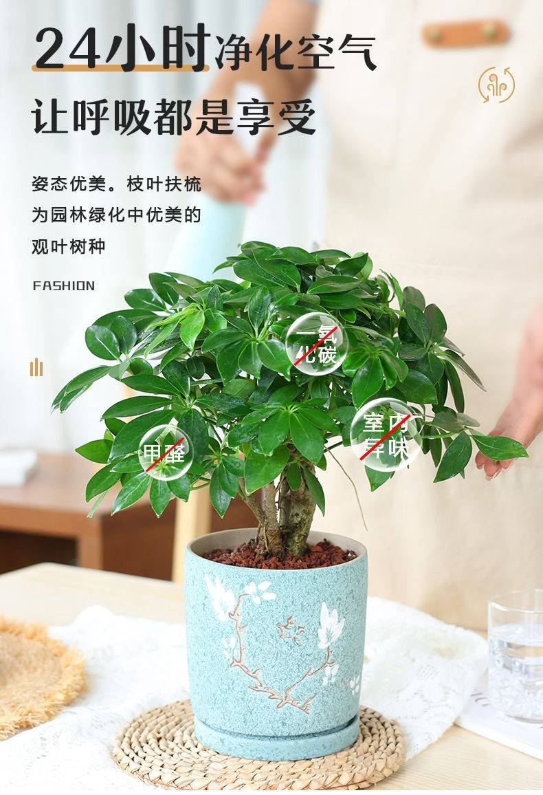 八方来财鸭脚木盆栽七叶莲植物室内办公室内绿植招财净化空气好养