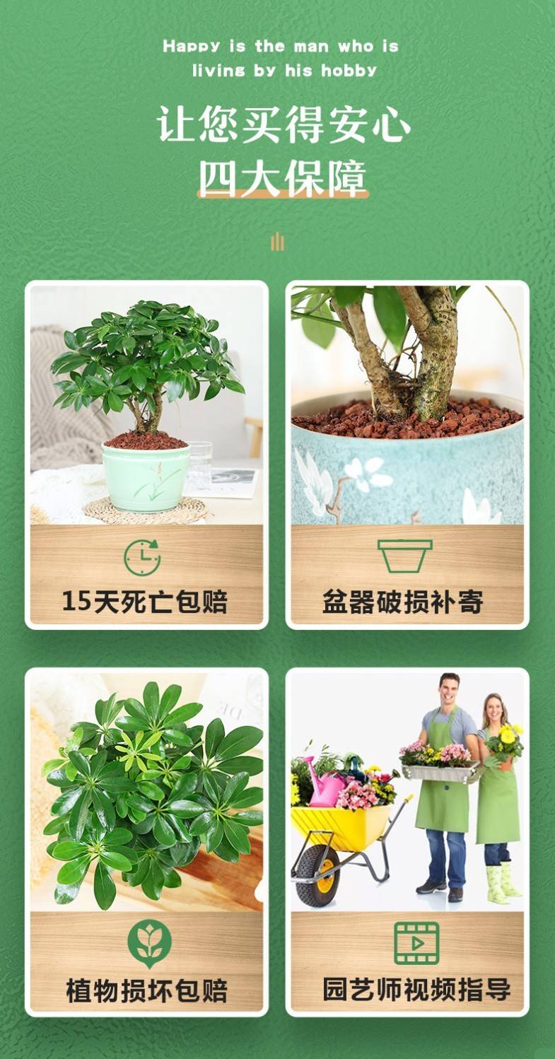 八方来财鸭脚木盆栽七叶莲植物室内办公室内绿植招财净化空气好养