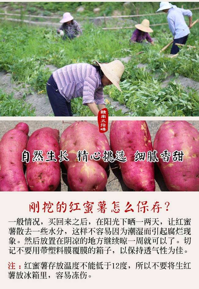 【上犹县惠农合作社】赣南五指峰正宗红蜜薯新鲜地瓜农家自种番薯