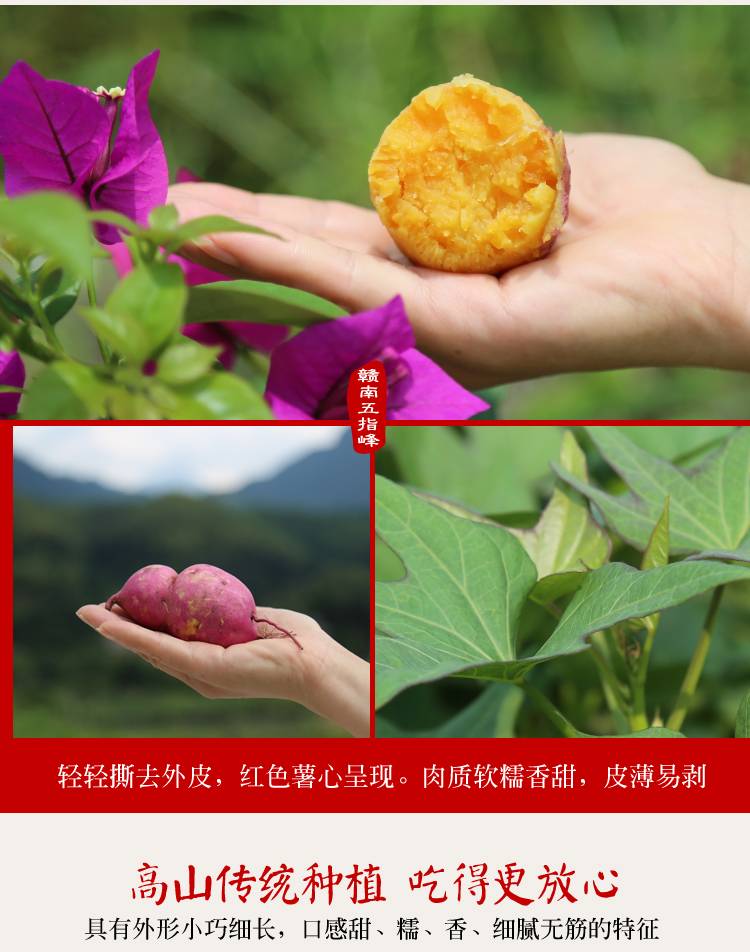 【上犹县惠农合作社】赣南五指峰正宗红蜜薯新鲜地瓜农家自种番薯