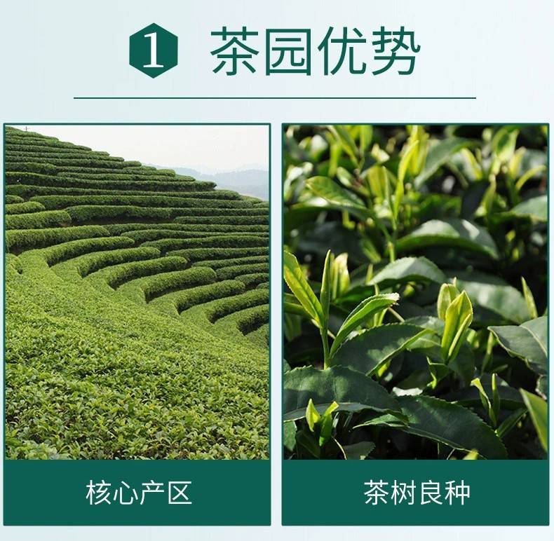 六大绿茶新茶春茶龙井毛尖茉莉花茶高山绿茶碧螺春茶叶送茶具分离杯