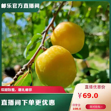 农家自产 【核心产地】新疆皮山明星杏斤券后78元，一生一定要吃的高原大白杏！
