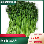 【山东邮政年货节】山东好品-章丘鲍芹3斤盒装 百脉泉