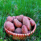 农家自产 【云南香格里拉】尼西高原红皮土豆  2.5kg