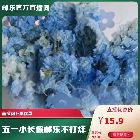 农家自产 云南通海勿忘我新鲜花束节庆用花礼品花束基地直发